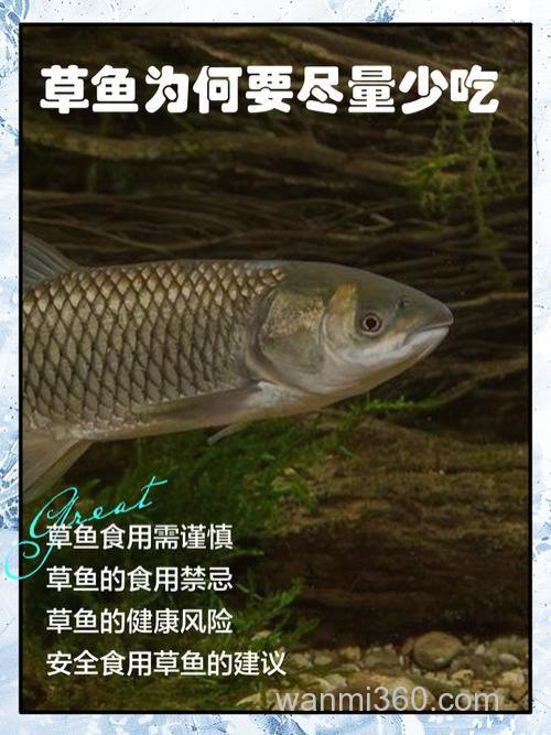 草鱼为么成群圹边游吃料不吃草