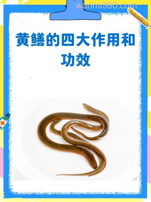 谁有真正的黄鳝诱饵秘方啊!