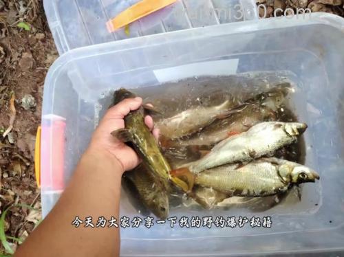 小麦穗特多怎么钓鲫鱼?