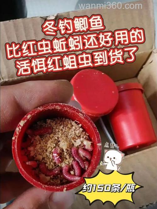冬天钓鲫鱼,用红虫和蚯蚓那个效果好。