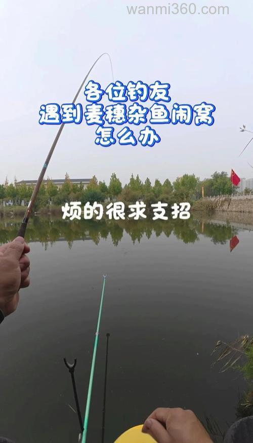 麦穗闹窝钓鲫鱼绝招?