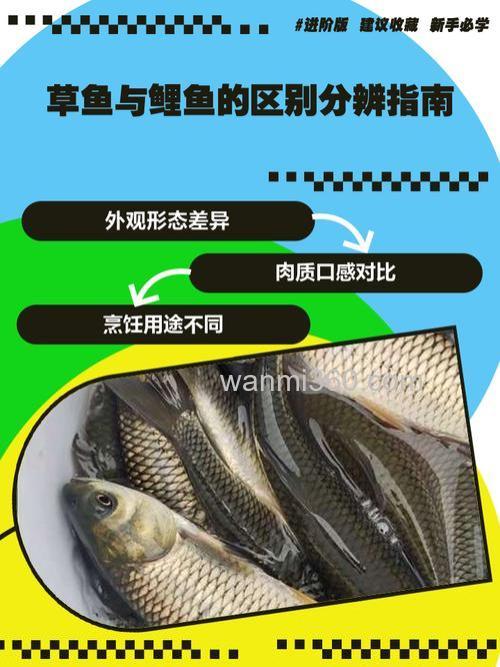 江河蚯蚓钓不到鲤鱼和草鱼??