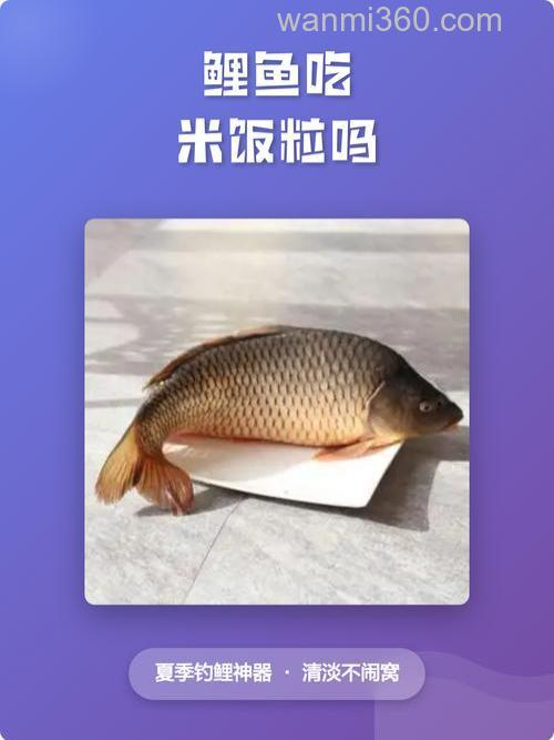 鲤鱼吃大米吗?