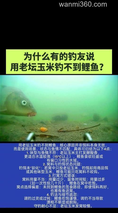 四月钓鲤鱼用什么味的老坛玉米?