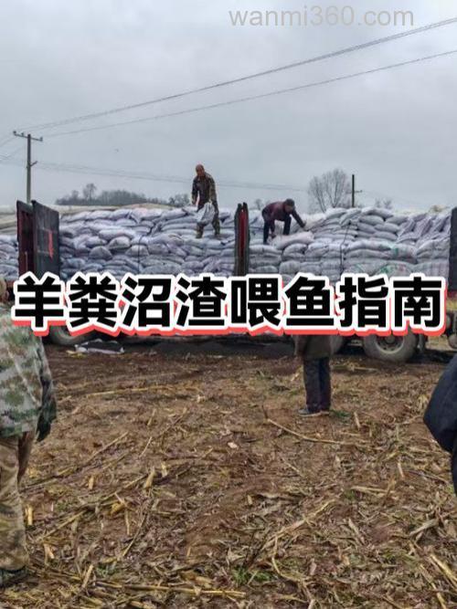 羊粪可以喂鱼吗?