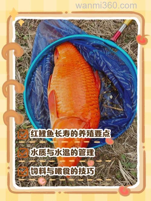 红鲤鱼能吃吗