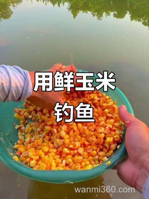 新鲜玉米可以钓什么鱼?