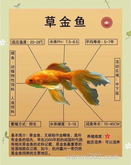 草金鱼冬天怎么养?
