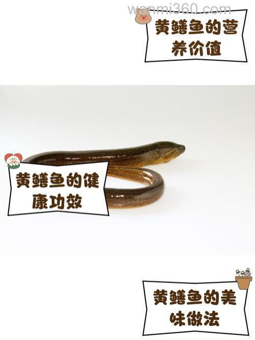 鳝鱼的特性和捕捉技巧?