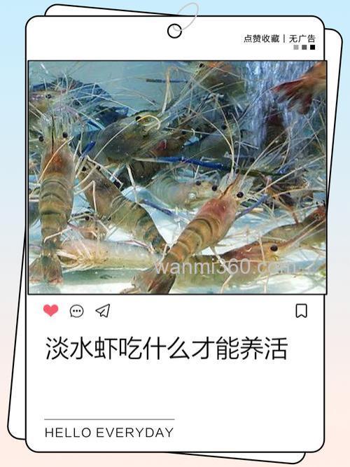 喂虾提前多长时间拌药饵？