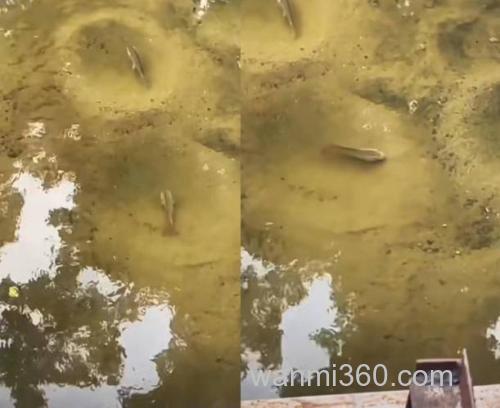 谁知道杆坑的鲤鱼窝子?