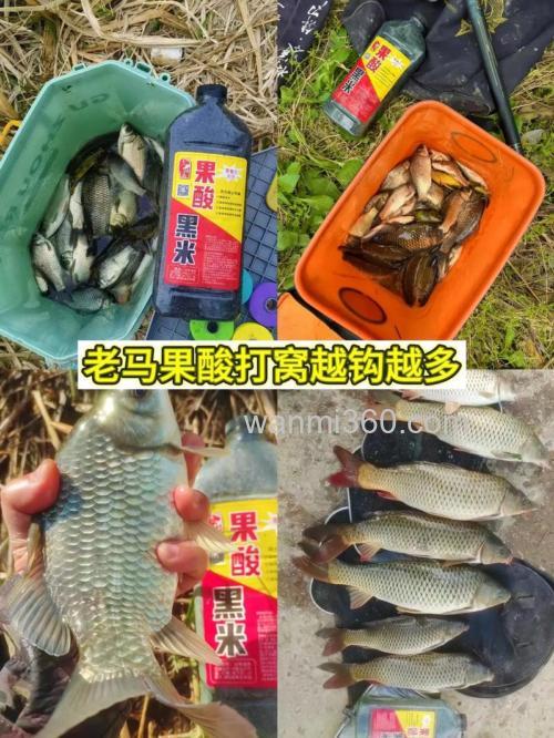 野钓鲫鱼加果酸好还是黑糖好?