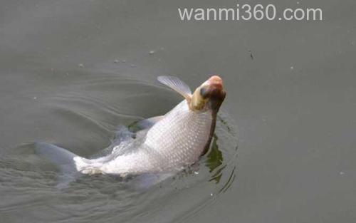 鳊鱼_3