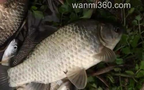 冬天钓鱼_1