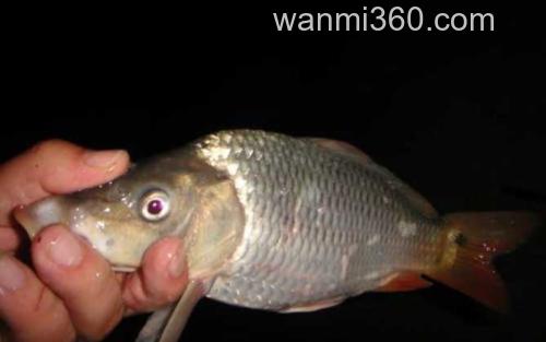 夜钓鲤鱼_5
