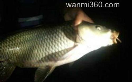 夜钓鲤鱼_2