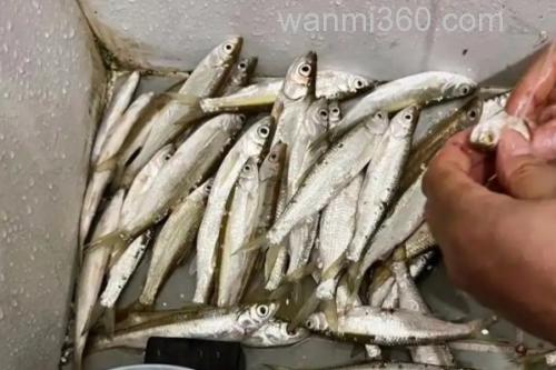 邛海白鱼是什么鱼?_1