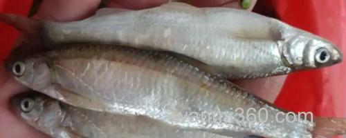 程海白鱼是什么鱼?_0