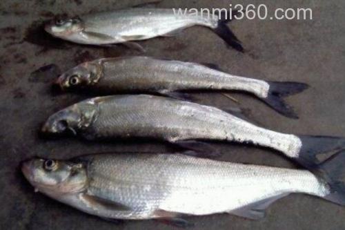 程海白鱼是什么鱼?_1