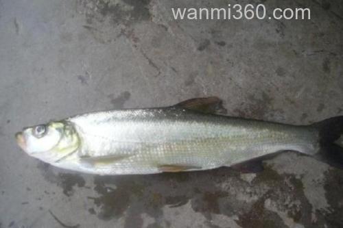 短臀白鱼是什么鱼?_1