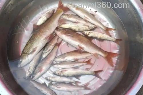 嵩明白鱼是什么鱼?_1