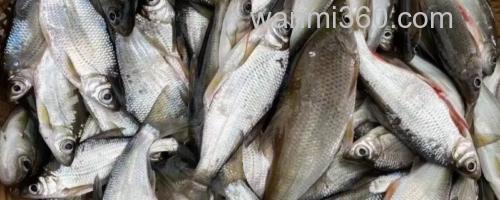 寻甸白鱼是什么鱼?_0