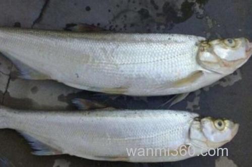 宜良白鱼是什么鱼?_1