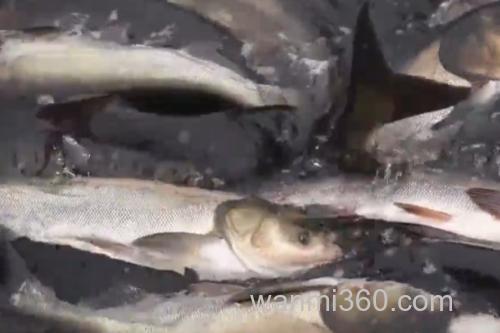 大鳞白鱼是什么鱼?_1