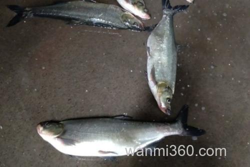 大鳞白鱼是什么鱼?_3