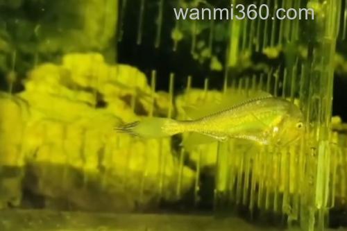 黑鳃梅童鱼是什么鱼?_2