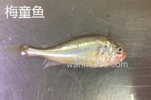 梅童鱼和小黄鱼的区别_1