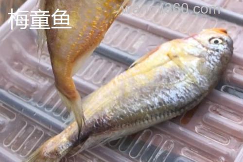 梅童鱼和小黄鱼的区别_3