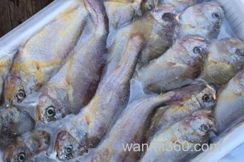 梅童鱼又叫什么鱼?_1