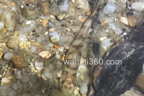 琼中拟平鳅是什么鱼?_2