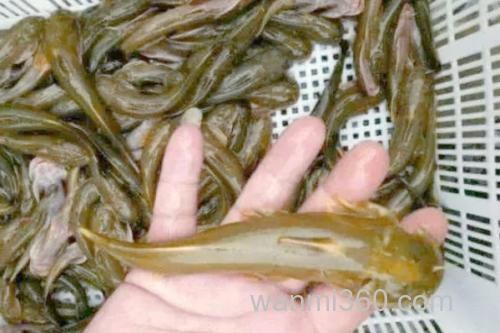 汉水后平鳅是什么鱼?_1