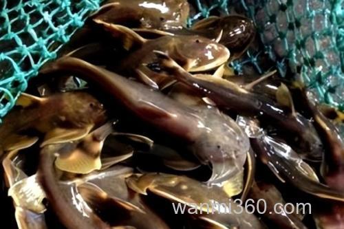 汉水后平鳅是什么鱼?_2