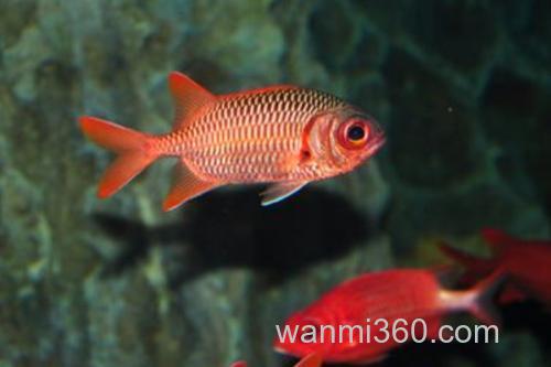 美鳍天竺鲷是什么鱼?_2