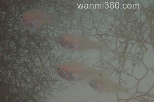 天竺鲷是什么鱼?_2