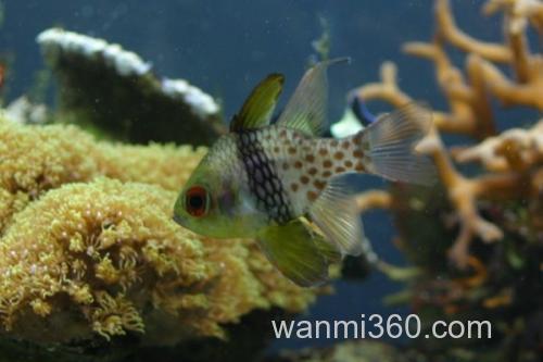丝鳍圆竺鲷是什么鱼?_3