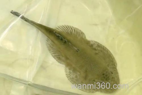 长体间吸鳅是什么鱼?_1