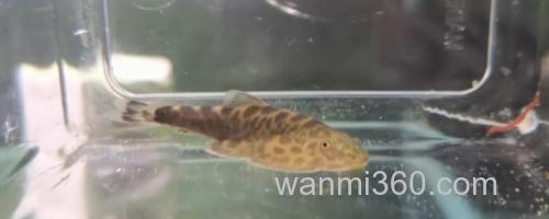 越南华吸鳅是什么鱼?_0