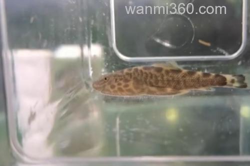 越南华吸鳅是什么鱼?_1