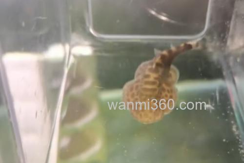 越南华吸鳅是什么鱼?_2