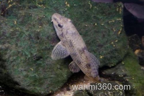 窑滩间吸鳅是什么鱼?_2