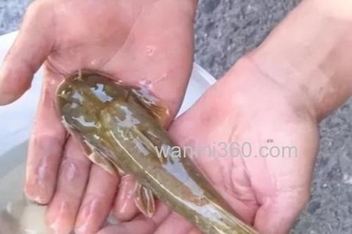 矮身间吸鳅是什么鱼?_3