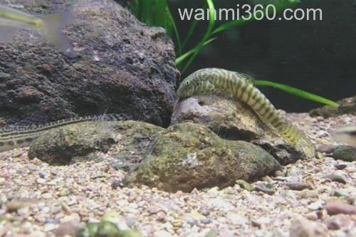 珠江拟腹吸鳅是什么鱼?_2