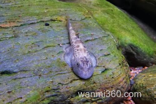 牛栏江似原吸鳅是什么鱼?_3