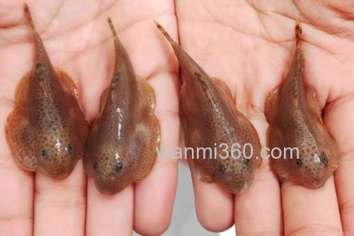 李仙江华吸鳅是什么鱼?_2