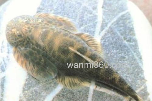 怒江间吸鳅是什么鱼?_2