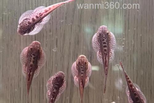 德泽华吸鳅是什么鱼?_3